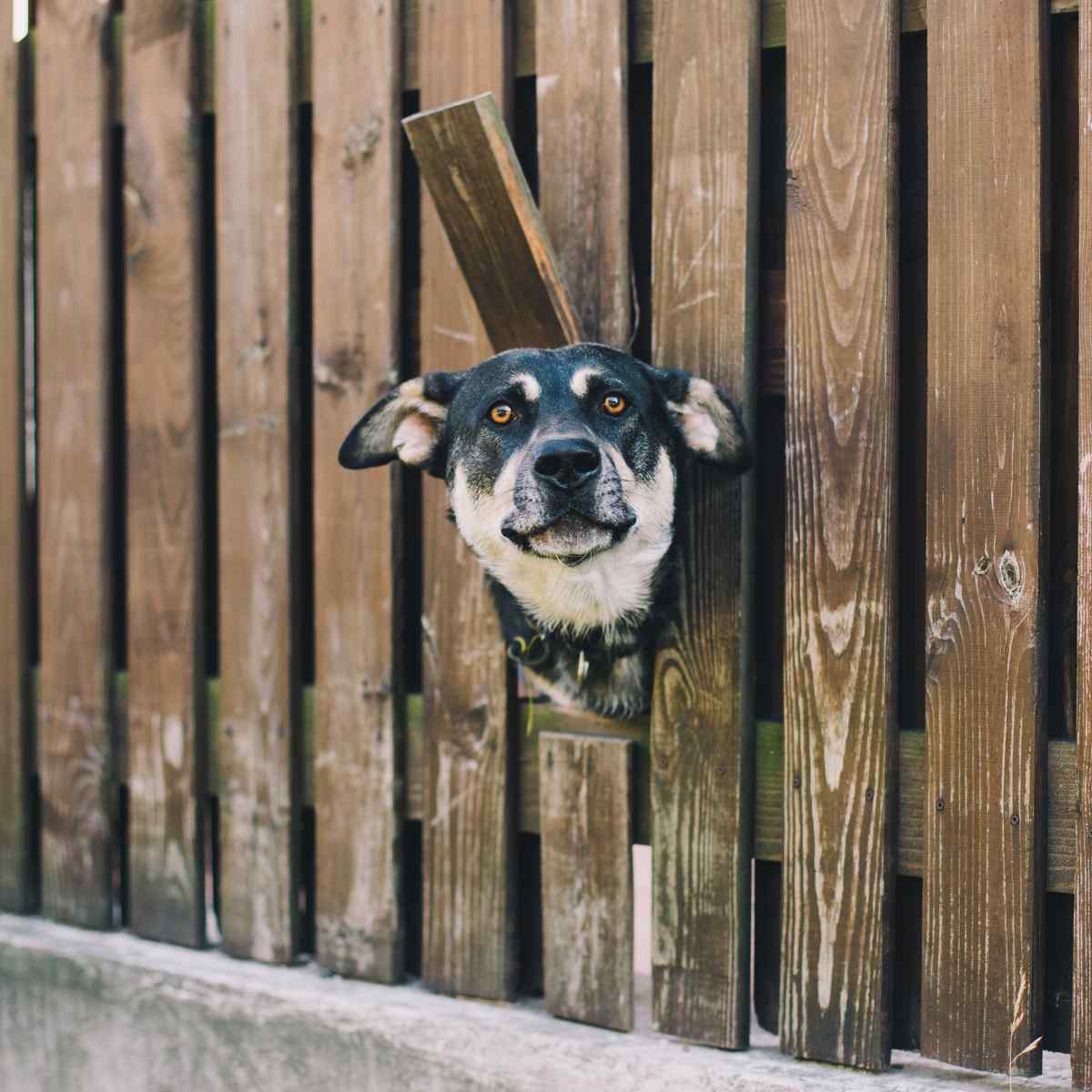 Fence ideal for Dogs or other Pets